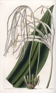 Lilia Araignee lub żonkil lub lilia morska - Talerz grawerowany przez S.Wattsa, z ilustracji Sarah Anne Drake (1803-1857), z rejestru botanicznego Sydenham Edwards (1768-1819), Anglia autorstwa Sydenham Teast Edwards