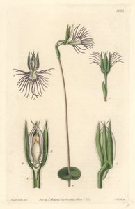 Storczyk Araignee, pochodzący z RPA - Mocna woda autorstwa S. Wattsa z ilustracji Sarah Anne Drake (1803-1857), z rejestru botanicznego autorstwa Sydenham Teast Edwards