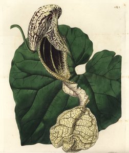 Aristoloche variete - Rocznik łódkowaty, Aristolochia cymbifera. Ręcznie barwiony miedzioryt autorstwa S. Wattsa według ilustracji panny Sarah Drake z rejestru botanicznego Sydenham Edwards, Ridgeway, Londyn autorstwa Sydenham Teast Edwards