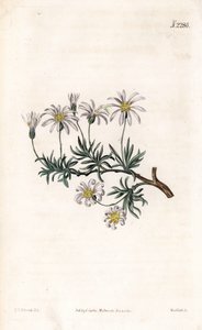 Aster akr - aster krzewiasty, Felicia fruticosa (starwort krzewiasty, Aster fruticulosus). Ręcznie barwiony miedzioryt autorstwa Weddella na podstawie ilustracji Sydenhama Edwardsa z „” Botanical Magazine” Samuela Curtisa „Londyn autorstwa Sydenham Teast Edwards