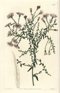 Aster variete - aster nowojorski, Symphyotrichum dumosum (gwiaździsta zwyczajna, Aster coridifolius). Ręcznie barwiony miedzioryt autorstwa S. Wattsa według ilustracji Sarah Drake z Sydenham Edwards