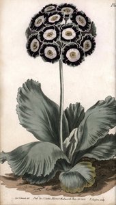 Małżowina uszna lub ucho niedźwiedzia. Kolorowa miedzioryt, ilustracja Sydenham Edwards (1768-1819) dla Konferencji Botanicznej, Ogród Botaniczny Lambeth (Anglia) autorstwa Sydenham Teast Edwards