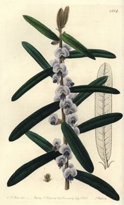 Australijska odmiana krzewu hovea - Kudłaty hovea, Hovea villosa. Ręcznie barwiony miedzioryt autorstwa S. Wattsa według ilustracji J.T. Hart z rejestru botanicznego Sydenham Edwards, Ridgeway, Londyn autorstwa Sydenham Teast Edwards