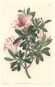 Azalee of Florists - S. Watts Strong Water z ilustracji Sarah Anne Drake (1803-1857), z rejestru botanicznego autorstwa Sydenham Teast Edwards