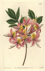Azalia pontic yellow - żółta azalia, różanecznik żółty (zmienna azalia Pontic, azalea pontica versicolor). Ręcznie barwiony miedzioryt autorstwa S. Wattsa według ilustracji panny Sarah Drake z Sydenham Edwards