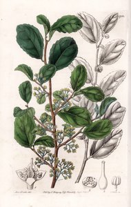 Azara Variete - Talerz grawerowany przez S.Wattsa, z ilustracji Sarah Anne Drake (1803-1857), z rejestru botanicznego Sydenham Edwards (1768-1819), Anglia autorstwa Sydenham Teast Edwards