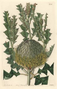 Banksia speciosa, pochodząca z Australii - mocna woda S. Wattsa z ilustracji Sarah Anne Drake (1803-1857), z rejestru botanicznego autorstwa Sydenham Teast Edwards