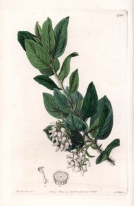 Bear Grape, oryginalnie z Kalifornii - grawerowane przez S.Watts, z ilustracji Sarah Anne Drake (1803-1857), z Botanical Register of Sydenham Edwards (1768-1819), Anglia autorstwa Sydenham Teast Edwards