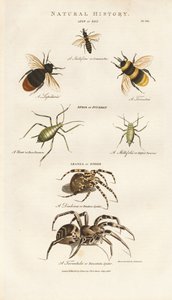 Pszczoły, mszyce i pająki autorstwa Sydenham Teast Edwards