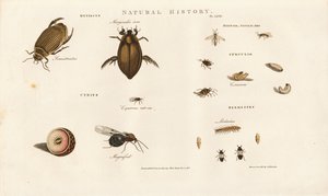 Gatunki chrząszczy i ich etapy rozwoju autorstwa Sydenham Teast Edwards