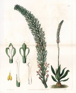 Belle sauroglossum - Talerz grawerowany przez S.Wattsa, z ilustracji Sarah Anne Drake (1803-1857), z rejestru botanicznego Sydenham Edwards (1768-1819), Anglia autorstwa Sydenham Teast Edwards