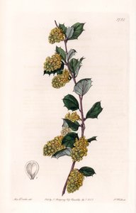 Berberis - Tabliczka grawerowana przez S.Wattsa, z ilustracji Sarah Anne Drake (1803-1857), z rejestru botanicznego Sydenham Edwards (1768-1819), Anglia autorstwa Sydenham Teast Edwards