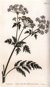 Duża cykuta. Kolorowa miedzioryt, ilustracja Sydenham Edwards (1768-1819) dla Konferencji Botanicznej, Ogród Botaniczny Lambeth (Anglia) autorstwa Sydenham Teast Edwards