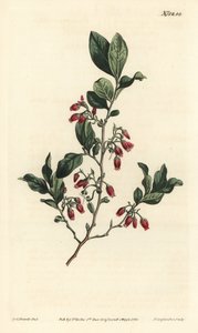 Czarna borówka, Gaylussacia baccata (czerwonokwiatowa gorzka borówka, Vaccinium resinosum) - Ręcznie barwiony miedzioryt wykonany przez F. Sansoma Jr. na podstawie ilustracji Sydenhama Edwardsa z magazynu botanicznego Williama Curtisa, T. Curtis, Londyn autorstwa Sydenham Teast Edwards