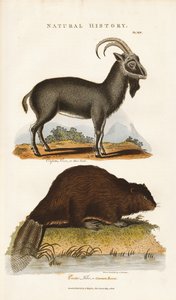 Niebieska koza i bóbr autorstwa Sydenham Teast Edwards