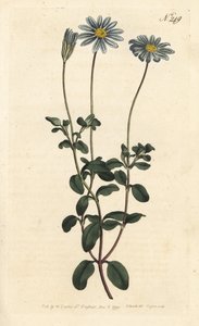 Blue Package, Felicie, Cape Margarita lub Cape Aster - Niebieska stokrotka, Felicia amelloides (Cineraria o niebieskich kwiatach lub Cape aster, Cineraria amelloides) - Ręcznie barwiony miedzioryt wykonany przez Sansoma na podstawie ilustracji Sydenhama Ed autorstwa Sydenham Teast Edwards