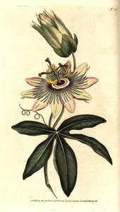 Blue Passiflora - passiflora pospolita, Passiflora caerulea. Ręcznie kolorowany miedzioryt według ilustracji botanicznej Sydenhama Edwardsa z The Botanical Magazine Williama Curtisa, Lambeth Marsh, Londyn