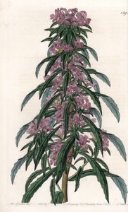 Boisduvalia variete, epilobe gęsto kwitnąca - grawerowana tablica przez S.Watts, z ilustracji Sarah Anne Drake (1803-1857), z Botanical Register of Sydenham Edwards (1768-1819), Anglia autorstwa Sydenham Teast Edwards