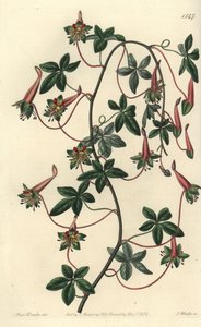 Kapucyn z Boliwii - pięciolistny tropaeoleum, Tropaeoleum pentaphyllum. Ręcznie barwiony miedzioryt autorstwa S. Wattsa według ilustracji panny Sarah Drake z rejestru botanicznego Sydenham Edwards, Ridgeway, Londyn autorstwa Sydenham Teast Edwards