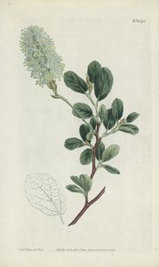 Grawerowanie botaniczne autorstwa Sydenham Teast Edwards