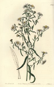 Kruchy aster, Aster fragilis. Ręcznie barwiony miedzioryt autorstwa S. Wattsa według ilustracji panny Sarah Drake z rejestru botanicznego Sydenham Edwards, Ridgeway, Londyn autorstwa Sydenham Teast Edwards