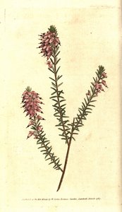 Bruyere carnee, Bruyere color of flesh, Bruyere of the snow or Bruyere of the Alps - Wrzosowisko ziołowe, Erica herbacea. Ręcznie kolorowany miedzioryt na podstawie ilustracji botanicznej autorstwa Sydenhama Edwardsa z "The Botanical Magazine" Williama Cur autorstwa Sydenham Teast Edwards