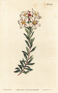 Buchu, Adenandra villosa (Umbel-flowered diosma, Diosma speciosa) - Ręcznie barwiony miedzioryt autorstwa F. Sansoma Jr. według ilustracji Sydenhama Edwardsa z magazynu botanicznego Williama Curtisa, T. Curtis, Londyn autorstwa Sydenham Teast Edwards