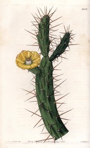 Artykuł o kaktusie, odmiana kłującego drzewa figowego - Talerz grawerowany przez S.Wattsa, z ilustracji Sarah Anne Drake (1803-1857), z rejestru botanicznego Sydenham Edwards (1768-1819), Anglia autorstwa Sydenham Teast Edwards