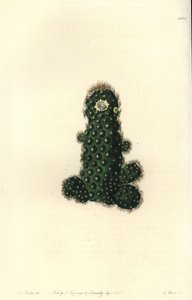 Kaktus tenuis (Taper mammillaria, Mammillaria tenuis). Ręcznie barwiony miedzioryt autorstwa S. Wattsa według ilustracji panny Sarah Drake z rejestru botanicznego Sydenham Edwards, Ridgeway, Londyn autorstwa Sydenham Teast Edwards