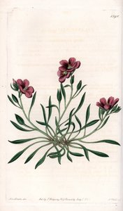 Calandrinia variete, pochodząca z Ameryki - Tabliczka wygrawerowana przez S. Wattsa, z ilustracji Sarah Anne Drake (1803-1857), z Botanicznego Rejestru Sydenhama Edwardsa (1768-1819), Anglia autorstwa Sydenham Teast Edwards