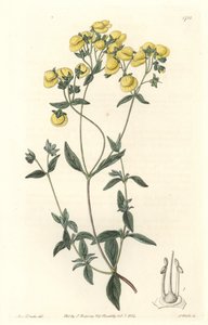 Calceolaire lub mały pantofelek lub torebka damy, pochodzące z Chile - Water forte autorstwa S. Wattsa z ilustracji Sarah Anne Drake (1803-1857), z rejestru botanicznego autorstwa Sydenham Teast Edwards
