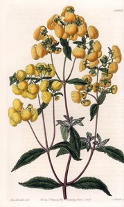 Calceolaire rugosa - Talerz grawerowany przez S.Wattsa, na podstawie ilustracji Sarah Anne Drake (1803-1857), z rejestru botanicznego Sydenham Edwards (1768-1819), Anglia autorstwa Sydenham Teast Edwards