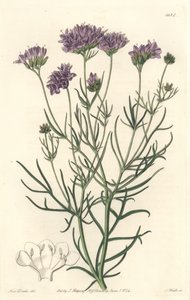 California Gilia - S. Watts Strong Water z ilustracji Sarah Anne Drake (1803-1857), z rejestru botanicznego autorstwa Sydenham Teast Edwards