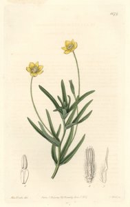 California Platystemon - S. Watts Strong Water z ilustracji Sarah Anne Drake (1803-1857), z rejestru botanicznego autorstwa Sydenham Teast Edwards