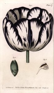 Calisse kwiaciarni tulipanów i goździków lub goździków. Kolorowa miedzioryt, ilustracja Sydenham Edwards (1768-1819) dla Konferencji Botanicznej, Ogród Botaniczny Lambeth (Anglia) autorstwa Sydenham Teast Edwards
