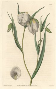 Calochorte (mariposa) lub cyclobothre o białych kwiatach, pochodzący z Kalifornii - mocna woda S. Watts z ilustracji Sarah Anne Drake (1803-1857), z rejestru botanicznego autorstwa Sydenham Teast Edwards