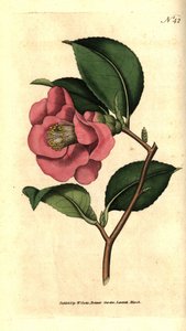 Camelia z Japonii - róża kamelia, kamelia japonica. Ręcznie kolorowany miedzioryt według ilustracji botanicznej autorstwa Jamesa Sowerby