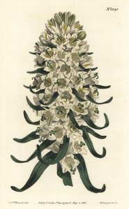 Dzwonek ma piękne kwiaty - dzwonek pirenejski, dzwonek speciosa (dzwonek długoszypułkowy, dzwonek tyrsoidea). Ręcznie barwiony miedzioryt autorstwa F. Sansoma Jr. według ilustracji Sydenhama Edwardsa z Botanical Magazine Williama Curtisa, autorstwa Sydenham Teast Edwards