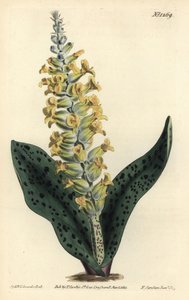 Hiacynt Przylądkowy (fałszywa orchidea) - storczyk plamisty liściasty podobny do storczyków, Lachenalia orchioides. Ręcznie barwiony miedzioryt autorstwa F. Sansoma Jr. według ilustracji Sydenhama Edwardsa z magazynu botanicznego Williama Curtisa, T. Curti autorstwa Sydenham Teast Edwards