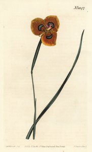 Tulipan przylądkowy - Moraea tulbaghensis (Moraea pavonia). Ręcznie kolorowany miedzioryt wykonany przez F. Sansom Jr. na podstawie ilustracji Sydenhama Edwardsa z "William Curtis