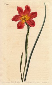 Tulipan Cape, morena ma kwitnącą słomkę i różowy łosoś. Morea o równych kwiecistych kolorach słomy, łososiowy i żółty Cape Tulip. Homeria collina (Moraea collina). Ręcznie kolorowany miedzioryt z ilustracji botanicznej autorstwa Sydenham Edwards z Will autorstwa Sydenham Teast Edwards