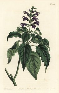 Szałwia karaibska - Salvia lamiifolia (szałwia purpurowokwiatowa, Salvia amoena). Ręcznie kolorowany miedzioryt wykonany przez F. Sansoma Jr. na podstawie ilustracji Sydenhama Edwardsa z "William Curtis