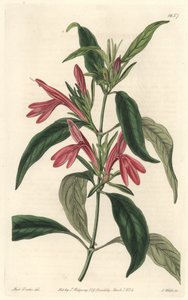 Carmantine, pochodzący z Brazylii - Water forte autorstwa S. Wattsa z ilustracji Sarah Anne Drake (1803-1857), z rejestru botanicznego autorstwa Sydenham Teast Edwards