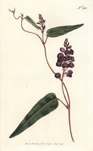 Caulinia bimaculata (fioletowa glicyna, glicyna bimaculata). Ręcznie barwiony miedzioryt autorstwa Sansoma według ilustracji Sydenhama Edwardsa z magazynu Botanical Magazine Williama Curtisa, Londyn autorstwa Sydenham Teast Edwards