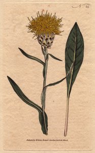 Centauree ma pastelowy liść, z żółtym puszystym kwiatem. Orientalny. Centaurea ulistniona z żółtymi puszystymi kwiatami. Pochodzący ze wschodu. Centaurea glastifolia. Ręcznie kolorowany miedzioryt z ilustracji botanicznej autorstwa Sydenham Edwards z Willi autorstwa Sydenham Teast Edwards