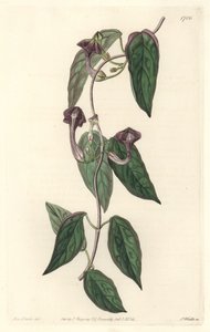 Ceropegia elegant, pochodząca z Indii - Mocna woda autorstwa S. Wattsa z ilustracji Sarah Anne Drake (1803-1857), z rejestru botanicznego autorstwa Sydenham Teast Edwards