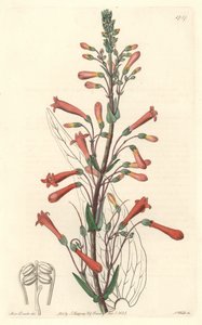 Chelone (lub Galane) ma liście waleriany, pochodzące z Kalifornii - mocna woda S. Watts z ilustracji Sarah Anne Drake (1803-1857), z rejestru botanicznego autorstwa Sydenham Teast Edwards