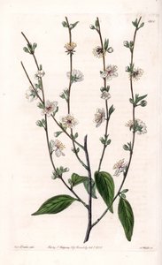 Wiśnia - Grawerowana tablica autorstwa S.Wattsa, z ilustracji Sarah Anne Drake (1803-1857), z rejestru botanicznego Sydenham Edwards (1768-1819), Anglia autorstwa Sydenham Teast Edwards