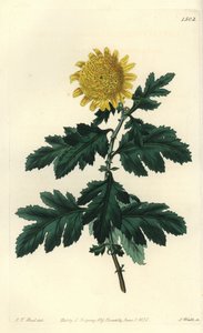 Rumianek chiński lub chryzantema indyjska - Podwójnie żółta chryzantema indyjska, Chrysanthemum indicum var. plenum. Ręcznie barwiony miedzioryt autorstwa S. Wattsa według ilustracji J.T. Hart z rejestru botanicznego Sydenham Edwards, Ridgeway, Londyn