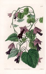 Chiński kapelusz - tabliczka grawerowana przez S.Wattsa, z ilustracji Sarah Anne Drake (1803-1857), z rejestru botanicznego Sydenham Edwards (1768-1819), Anglia autorstwa Sydenham Teast Edwards